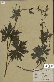 spécimen de Aconitum lycoctonum