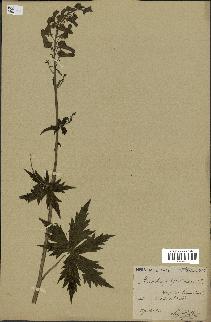 spécimen de Aconitum lycoctonum