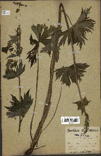 spécimen de Aconitum lycoctonum