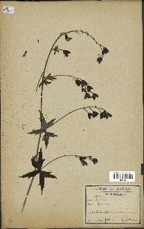 spécimen de Aconitum lycoctonum