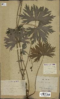 spécimen de Aconitum lycoctonum