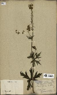 spécimen de Aconitum lycoctonum