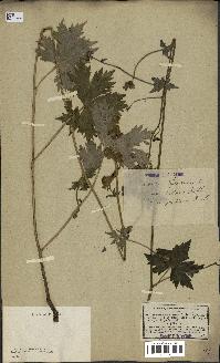 spécimen de Aconitum lycoctonum