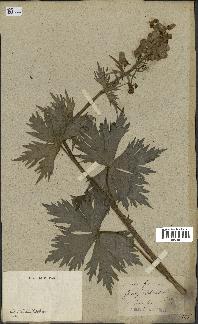 spécimen de Aconitum lycoctonum