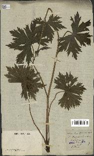 spécimen de Aconitum lycoctonum
