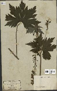 spécimen de Aconitum lycoctonum