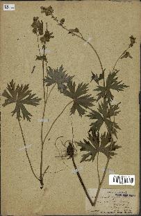 spécimen de Aconitum lycoctonum