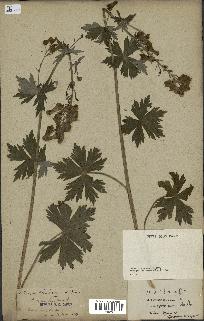 spécimen de Aconitum lycoctonum