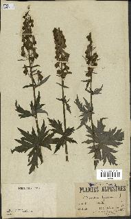 spécimen de Aconitum lycoctonum