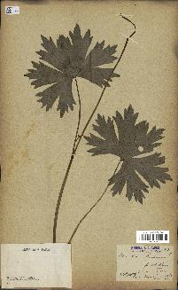 spécimen de Aconitum lycoctonum