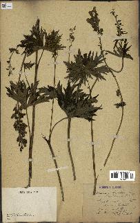 spécimen de Aconitum lycoctonum