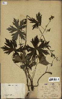 spécimen de Aconitum lycoctonum