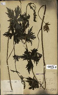 spécimen de Aconitum lycoctonum