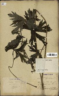 spécimen de Aconitum lycoctonum