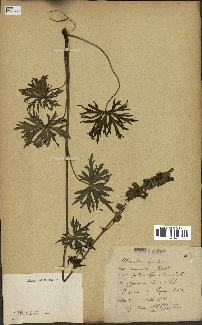 spécimen de Aconitum lycoctonum