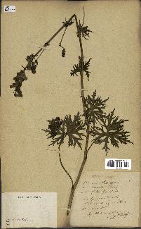 spécimen de Aconitum lycoctonum