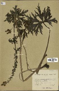 spécimen de Aconitum lycoctonum