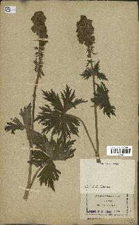 spécimen de Aconitum lycoctonum