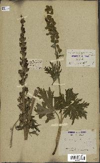 spécimen de Aconitum lycoctonum
