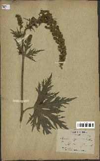 spécimen de Aconitum lycoctonum