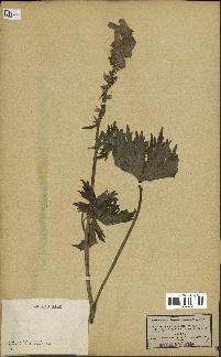 spécimen de Aconitum lycoctonum