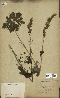 spécimen de Aconitum lycoctonum