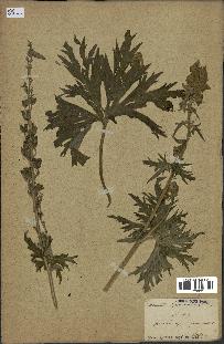 spécimen de Aconitum lycoctonum