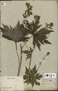 spécimen de Aconitum lycoctonum