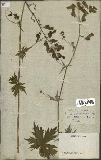 spécimen de Aconitum lycoctonum