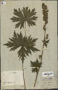 spécimen de Aconitum lycoctonum