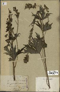 spécimen de Aconitum lycoctonum