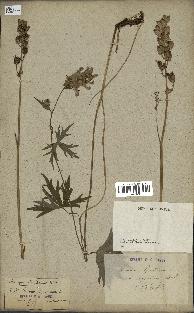 spécimen de Aconitum lycoctonum