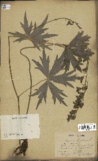 spécimen de Aconitum lycoctonum