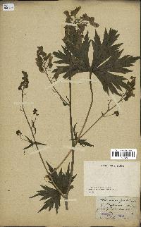 spécimen de Aconitum lycoctonum