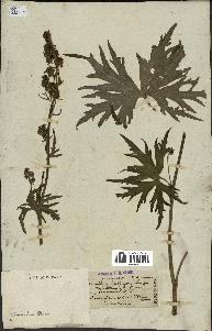 spécimen de Aconitum lycoctonum