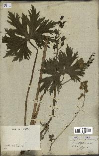 spécimen de Aconitum lycoctonum