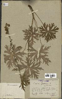 spécimen de Aconitum lycoctonum