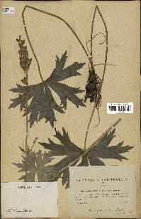 spécimen de Aconitum lycoctonum