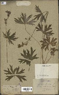 spécimen de Aconitum lycoctonum