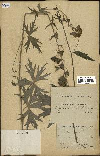 spécimen de Aconitum lycoctonum