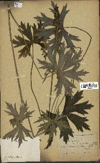 spécimen de Aconitum lycoctonum