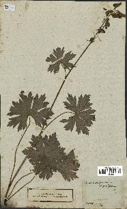 spécimen de Aconitum lycoctonum