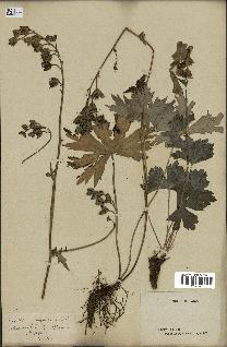 spécimen de Aconitum lycoctonum
