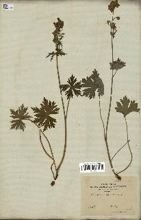 spécimen de Aconitum lycoctonum