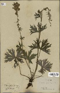 spécimen de Aconitum lycoctonum