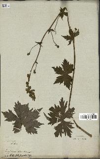 spécimen de Aconitum lycoctonum