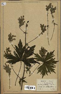 spécimen de Aconitum lycoctonum