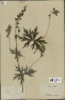 spécimen de Aconitum lycoctonum