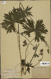 spécimen de Aconitum lycoctonum
