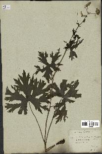 spécimen de Aconitum lycoctonum